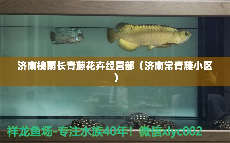 济南槐荫长青藤花卉经营部（济南常青藤小区） 全国水族馆企业名录