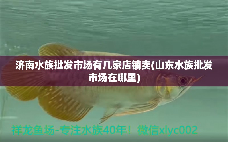 济南水族批发市场有几家店铺卖(山东水族批发市场在哪里) 观赏鱼水族批发市场