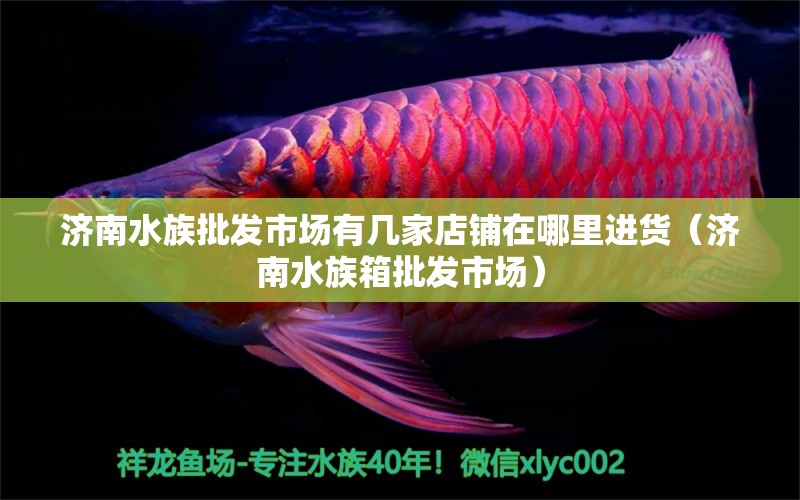 济南水族批发市场有几家店铺在哪里进货（济南水族箱批发市场） 观赏鱼水族批发市场