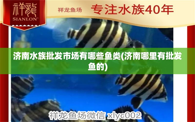 济南水族批发市场有哪些鱼类(济南哪里有批发鱼的) 观赏鱼水族批发市场