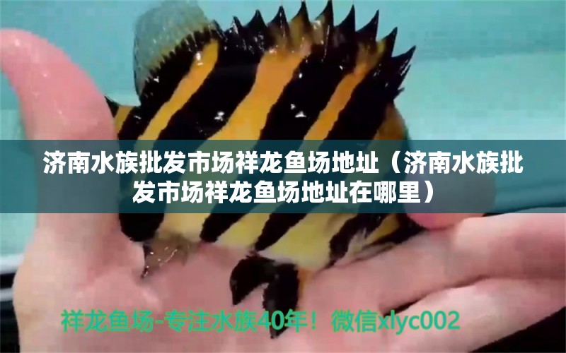 济南水族批发市场祥龙鱼场地址（济南水族批发市场祥龙鱼场地址在哪里）