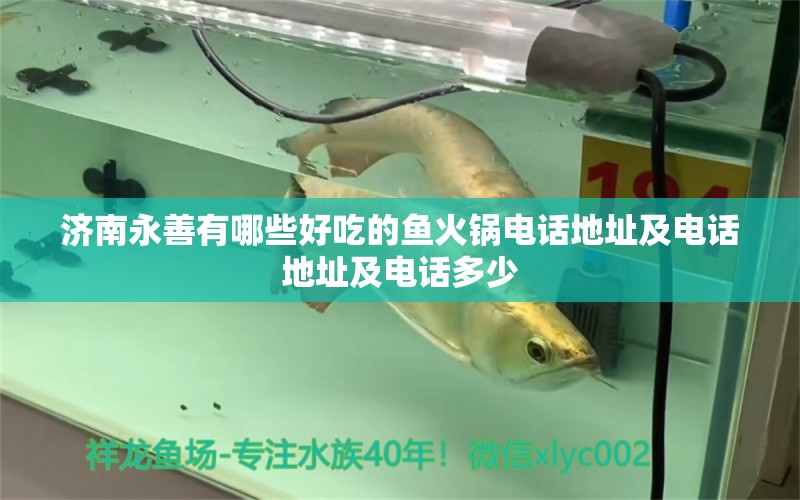 济南永善有哪些好吃的鱼火锅电话地址及电话地址及电话多少 观赏鱼
