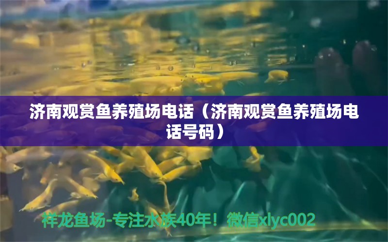 济南观赏鱼养殖场电话（济南观赏鱼养殖场电话号码） 祥龙水族医院