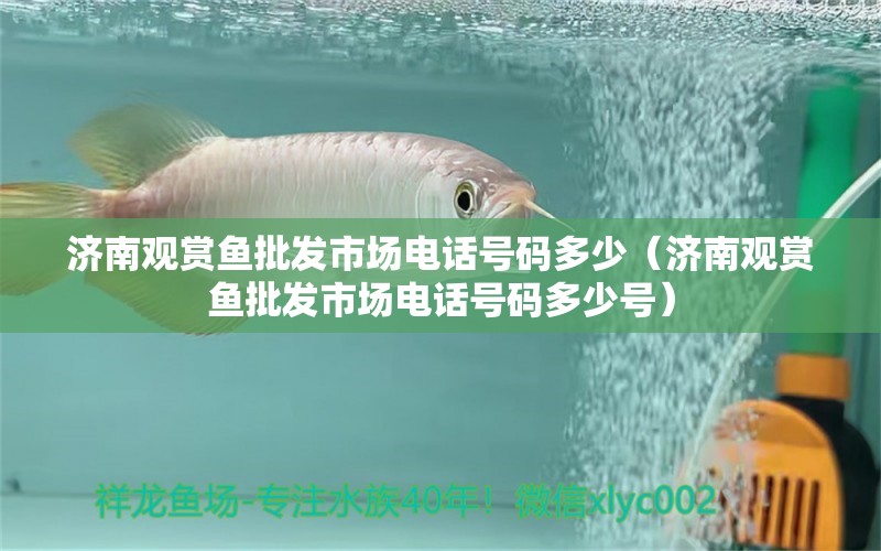 济南观赏鱼批发市场电话号码多少（济南观赏鱼批发市场电话号码多少号）