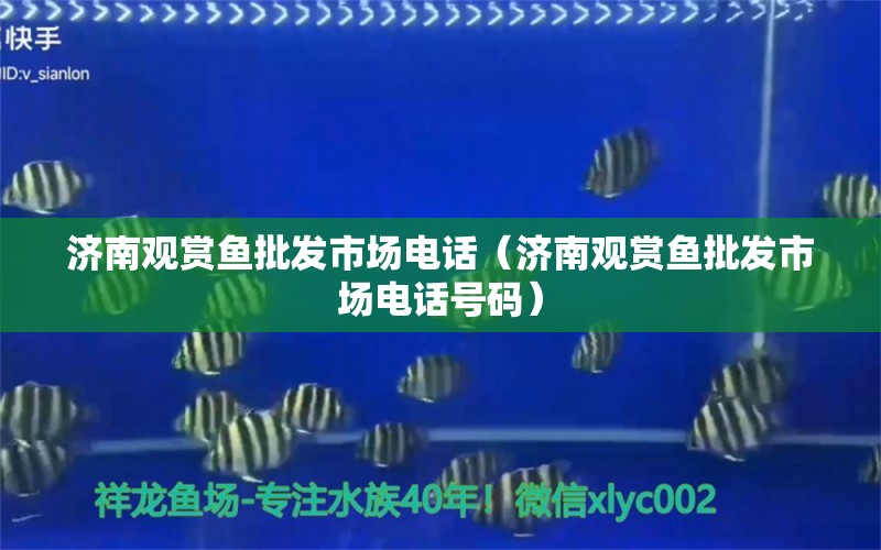 济南观赏鱼批发市场电话（济南观赏鱼批发市场电话号码）