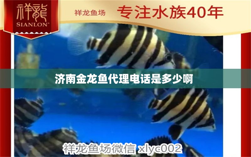 济南金龙鱼代理电话是多少啊 