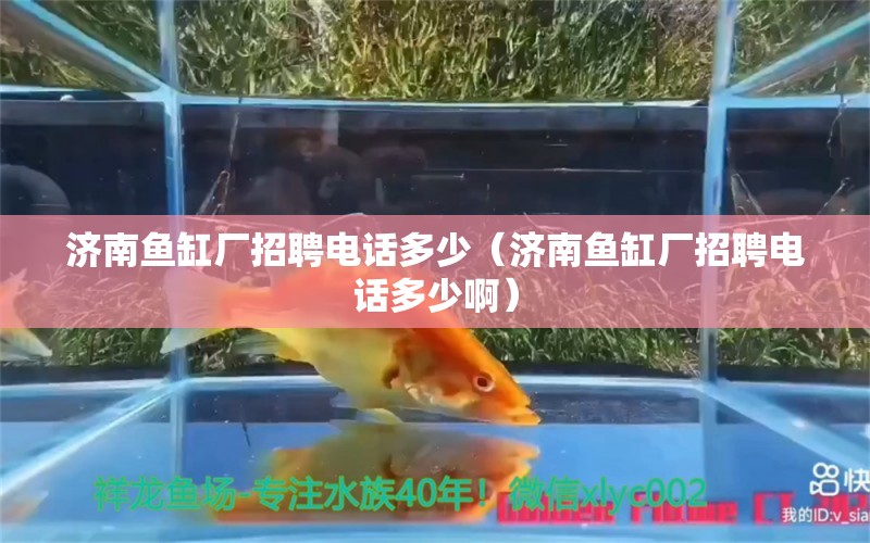 济南鱼缸厂招聘电话多少（济南鱼缸厂招聘电话多少啊）