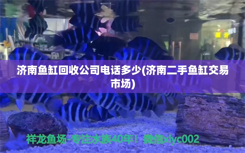 济南鱼缸回收公司电话多少(济南二手鱼缸交易市场)