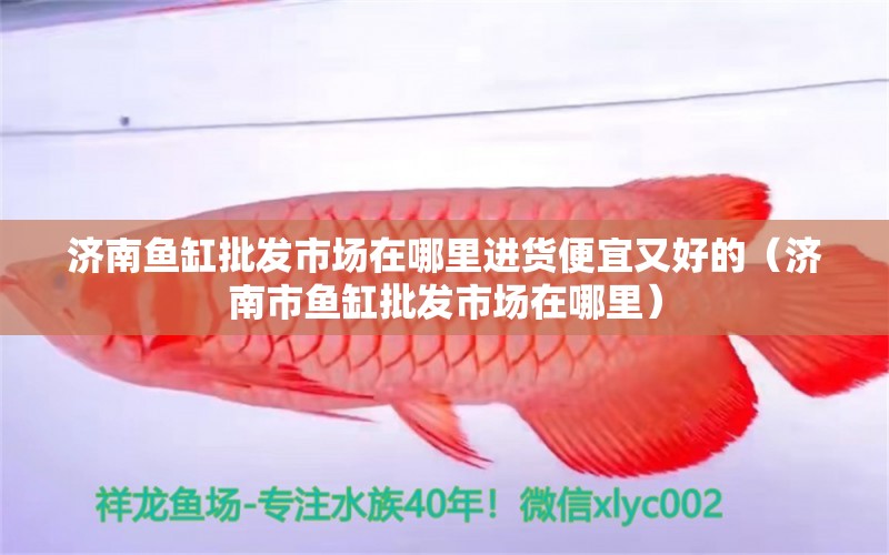 济南鱼缸批发市场在哪里进货便宜又好的（济南市鱼缸批发市场在哪里） 广州观赏鱼批发市场