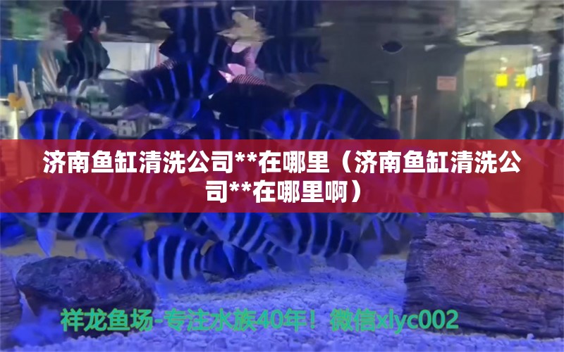 济南鱼缸清洗公司**在哪里（济南鱼缸清洗公司**在哪里啊）