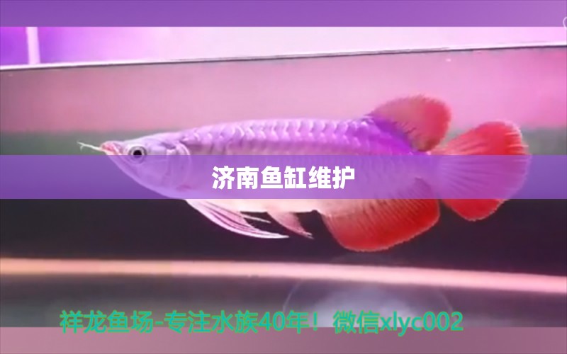 济南鱼缸维护