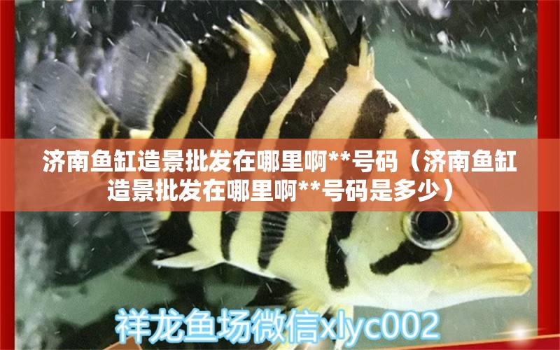 济南鱼缸造景批发在哪里啊**号码（济南鱼缸造景批发在哪里啊**号码是多少） 广州龙鱼批发市场