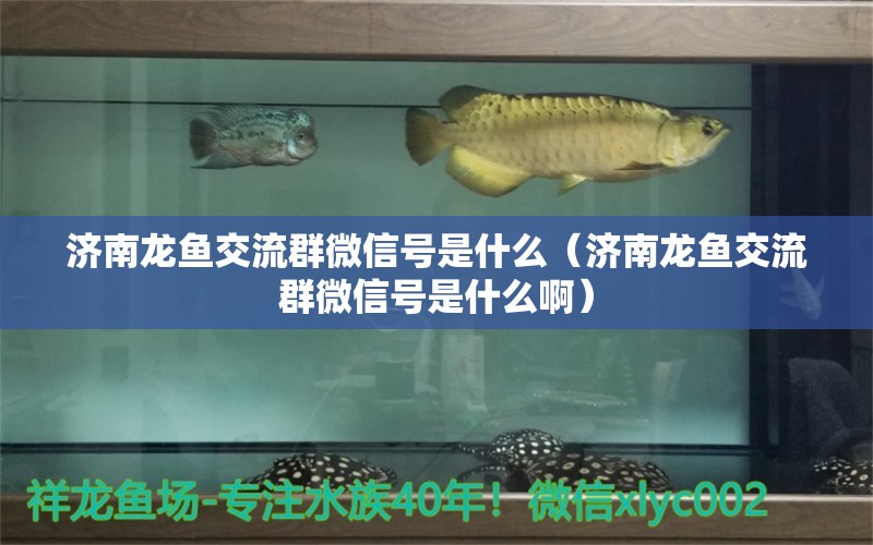 济南龙鱼交流群微信号是什么（济南龙鱼交流群微信号是什么啊）