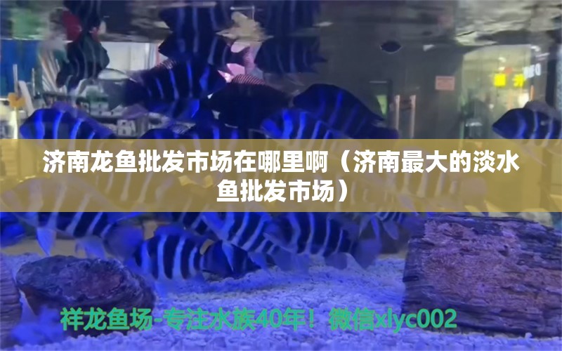 济南龙鱼批发市场在哪里啊（济南最大的淡水鱼批发市场）