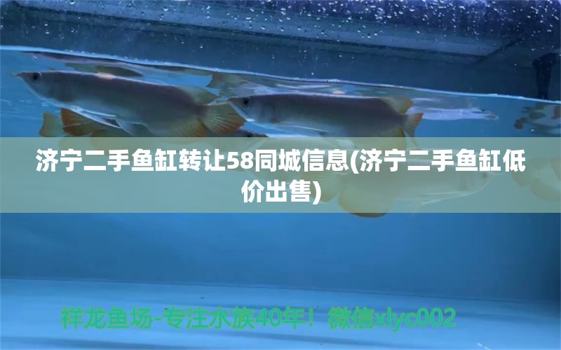 济宁二手鱼缸转让58同城信息(济宁二手鱼缸低价出售) 飞凤鱼苗