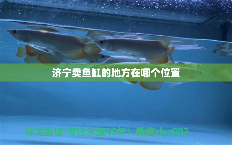 济宁卖鱼缸的地方在哪个位置 祥龙鱼场