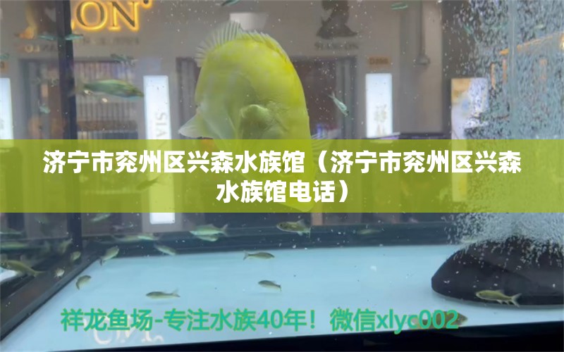 济宁市兖州区兴森水族馆（济宁市兖州区兴森水族馆电话） 全国水族馆企业名录