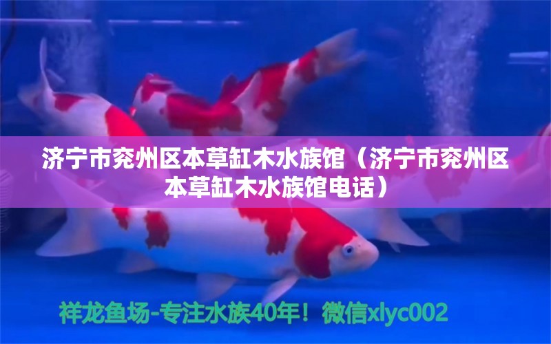 济宁市兖州区本草缸木水族馆（济宁市兖州区本草缸木水族馆电话）