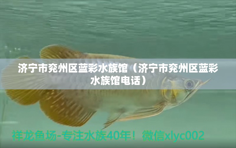 济宁市兖州区蓝彩水族馆（济宁市兖州区蓝彩水族馆电话） 全国水族馆企业名录