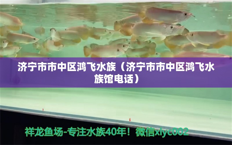 济宁市市中区鸿飞水族（济宁市市中区鸿飞水族馆电话）