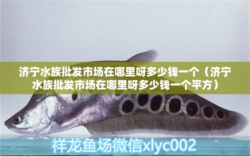 济宁水族批发市场在哪里呀多少钱一个（济宁水族批发市场在哪里呀多少钱一个平方）