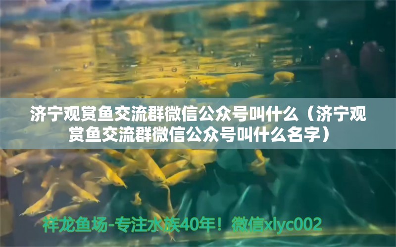 济宁观赏鱼交流群微信公众号叫什么（济宁观赏鱼交流群微信公众号叫什么名字） 广州观赏鱼批发市场