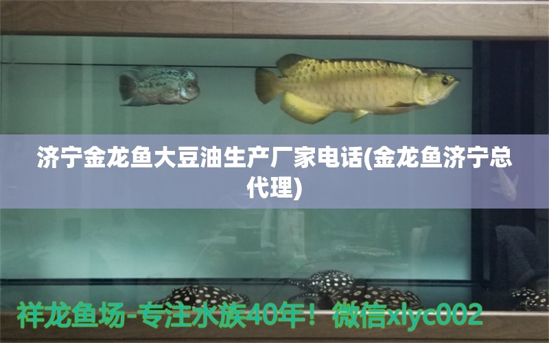 济宁金龙鱼大豆油生产厂家电话(金龙鱼济宁总代理) 泰庞海鲢鱼