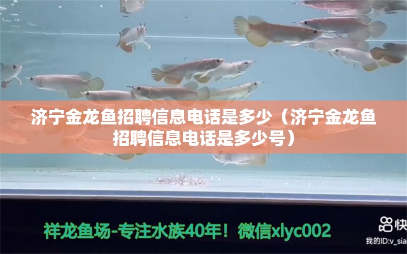 济宁金龙鱼招聘信息电话是多少（济宁金龙鱼招聘信息电话是多少号）