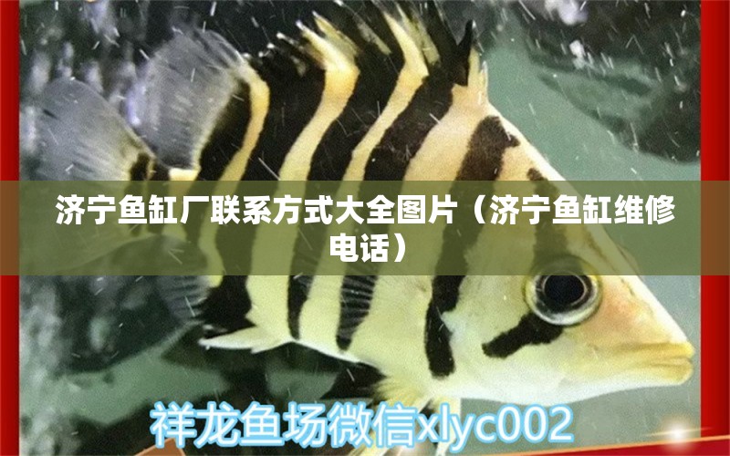 济宁鱼缸厂联系方式大全图片（济宁鱼缸维修电话） 电鳗