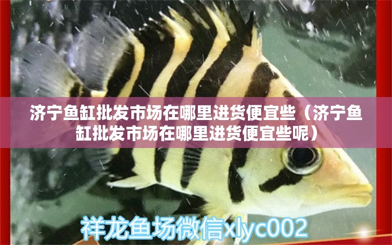 济宁鱼缸批发市场在哪里进货便宜些（济宁鱼缸批发市场在哪里进货便宜些呢） 量子养鱼技术