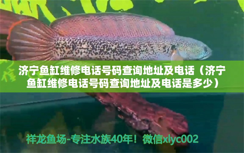 济宁鱼缸维修电话号码查询地址及电话（济宁鱼缸维修电话号码查询地址及电话是多少） 祥龙鱼场