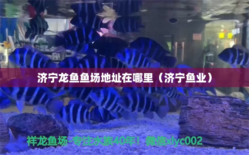 济宁龙鱼鱼场地址在哪里（济宁鱼业）