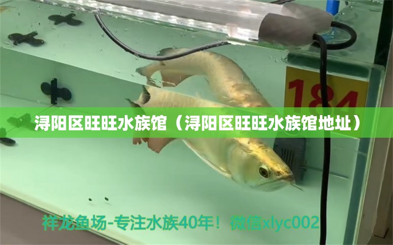 浔阳区旺旺水族馆（浔阳区旺旺水族馆地址）