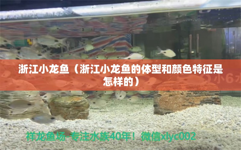 浙江小龙鱼（浙江小龙鱼的体型和颜色特征是怎样的） 水族问答 第1张