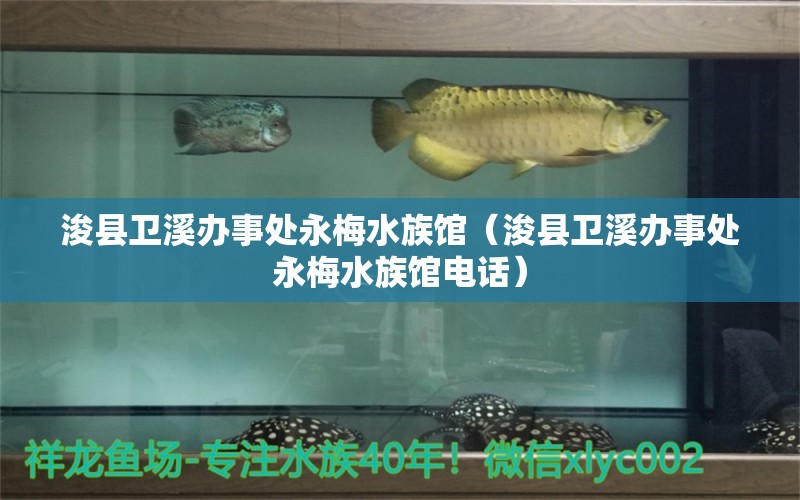 浚县卫溪办事处永梅水族馆（浚县卫溪办事处永梅水族馆电话） 全国水族馆企业名录