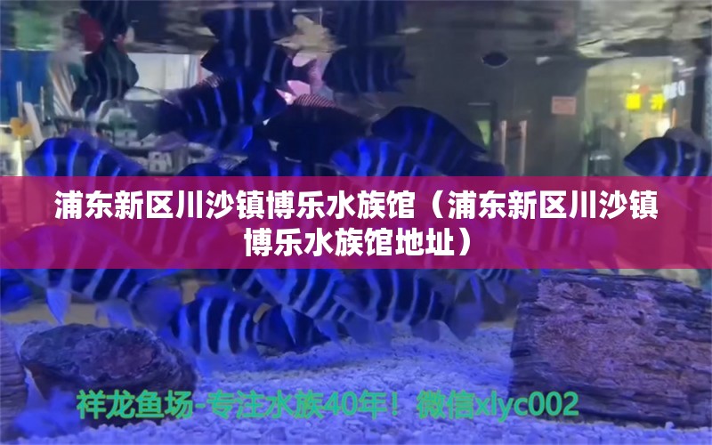 浦东新区川沙镇博乐水族馆（浦东新区川沙镇博乐水族馆地址）