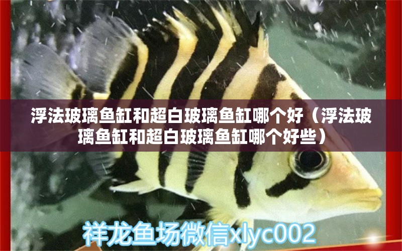 浮法玻璃鱼缸和超白玻璃鱼缸哪个好（浮法玻璃鱼缸和超白玻璃鱼缸哪个好些）