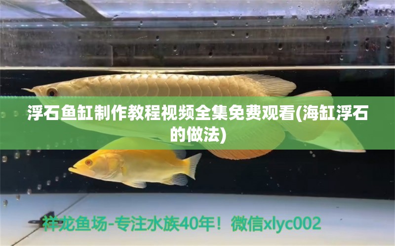 浮石鱼缸制作教程视频全集免费观看(海缸浮石的做法) 梦幻雷龙鱼 第1张