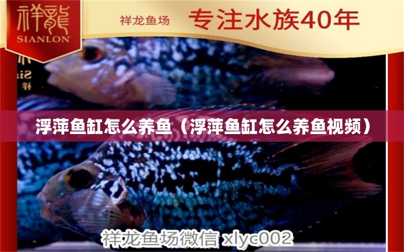 浮萍鱼缸怎么养鱼（浮萍鱼缸怎么养鱼视频）