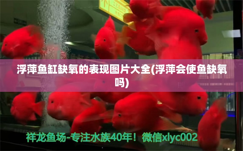 浮萍鱼缸缺氧的表现图片大全(浮萍会使鱼缺氧吗) 祥龙传奇品牌鱼缸 第1张