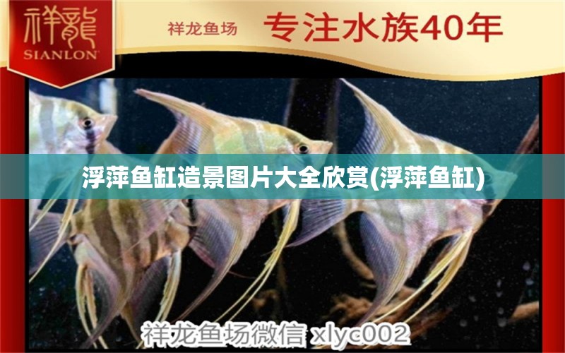 浮萍鱼缸造景图片大全欣赏(浮萍鱼缸) 祥龙水族护理水 第1张