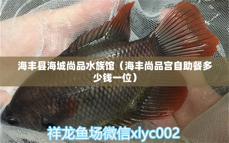 海丰县海城尚品水族馆（海丰尚品宫自助餐多少钱一位）