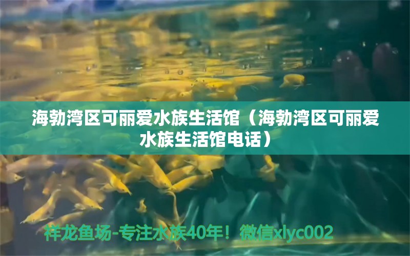 海勃湾区可丽爱水族生活馆（海勃湾区可丽爱水族生活馆电话）