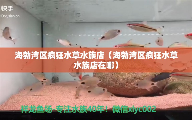 海勃湾区疯狂水草水族店（海勃湾区疯狂水草水族店在哪）