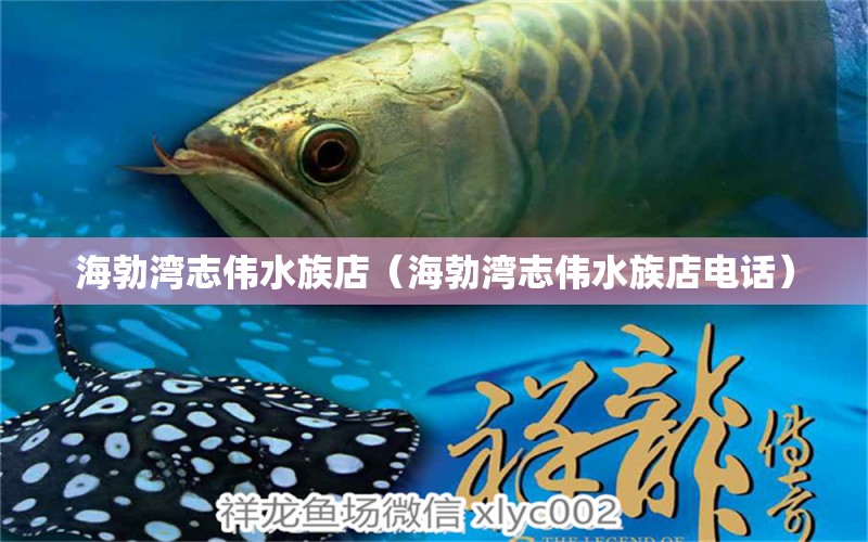 海勃湾志伟水族店（海勃湾志伟水族店电话）