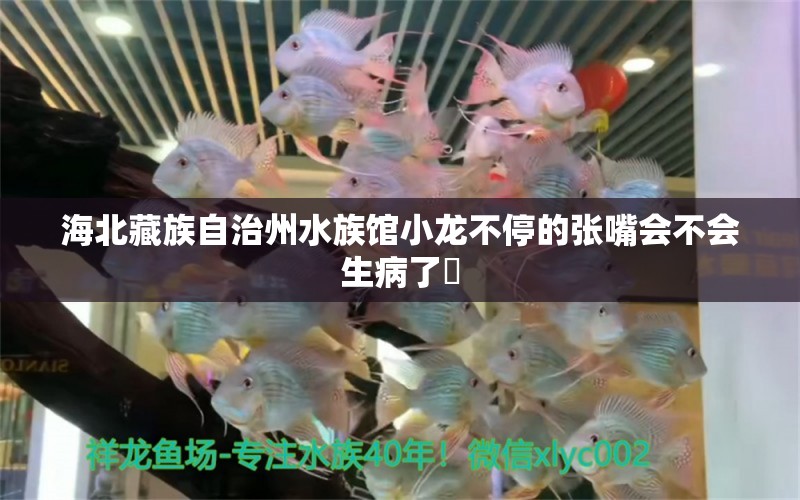 海北藏族自治州水族馆小龙不停的张嘴会不会生病了￼ 祥龙传奇品牌鱼缸 第2张