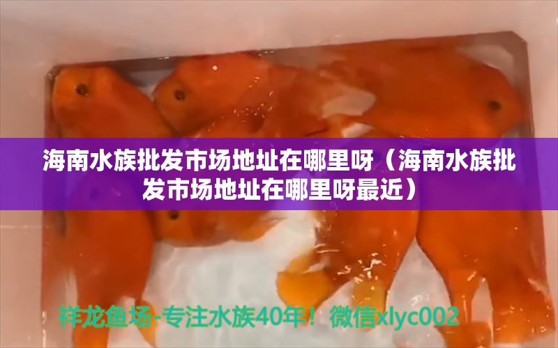 海南水族批发市场地址在哪里呀（海南水族批发市场地址在哪里呀最近）