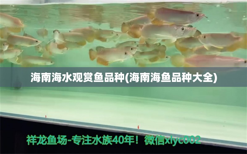 海南海水观赏鱼品种(海南海鱼品种大全)