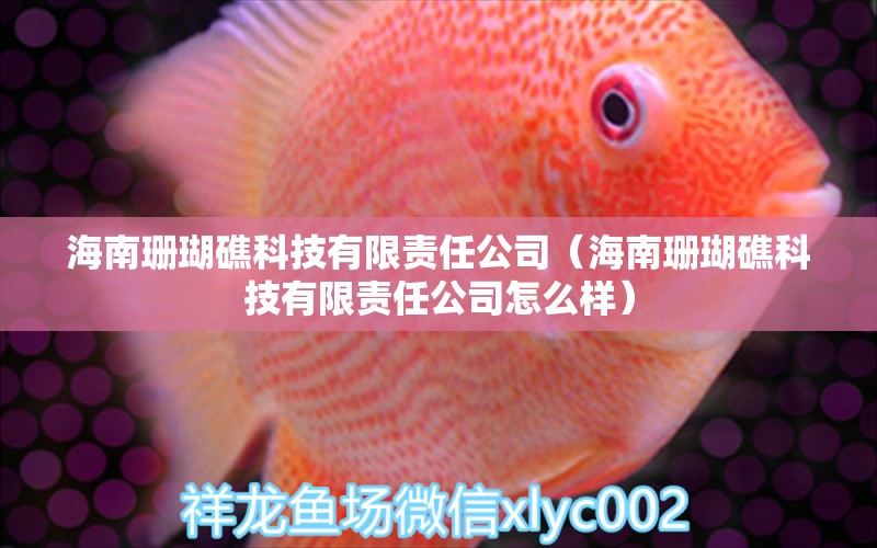 海南珊瑚礁科技有限责任公司（海南珊瑚礁科技有限责任公司怎么样）