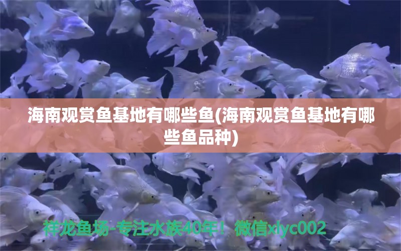 海南观赏鱼基地有哪些鱼(海南观赏鱼基地有哪些鱼品种)